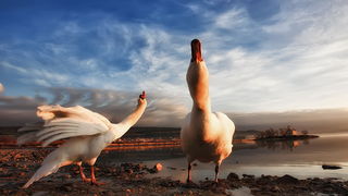 Prekrasni labuđi par u blizini crkvice Sv. Duha, Foto: Roberto Lerga Prekrasni labuđi par u blizini crkvice Sv. Duha, Foto: Roberto Lerga