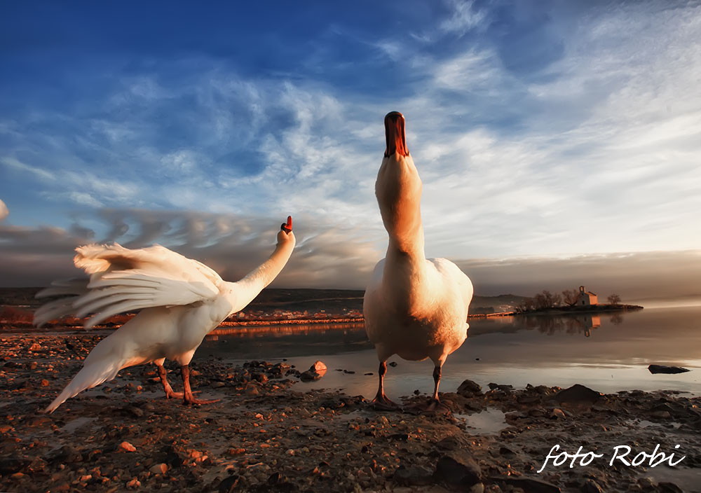 Prekrasni labuđi par u blizini crkvice Sv. Duha, Foto: Roberto Lerga Prekrasni labuđi par u blizini crkvice Sv. Duha, Foto: Roberto Lerga