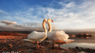 Prekrasni labuđi par u blizini crkvice Sv. Duha, Foto: Roberto Lerga Prekrasni labuđi par u blizini crkvice Sv. Duha, Foto: Roberto Lerga