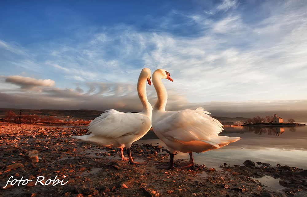 Prekrasni labuđi par u blizini crkvice Sv. Duha, Foto: Roberto Lerga Prekrasni labuđi par u blizini crkvice Sv. Duha, Foto: Roberto Lerga
