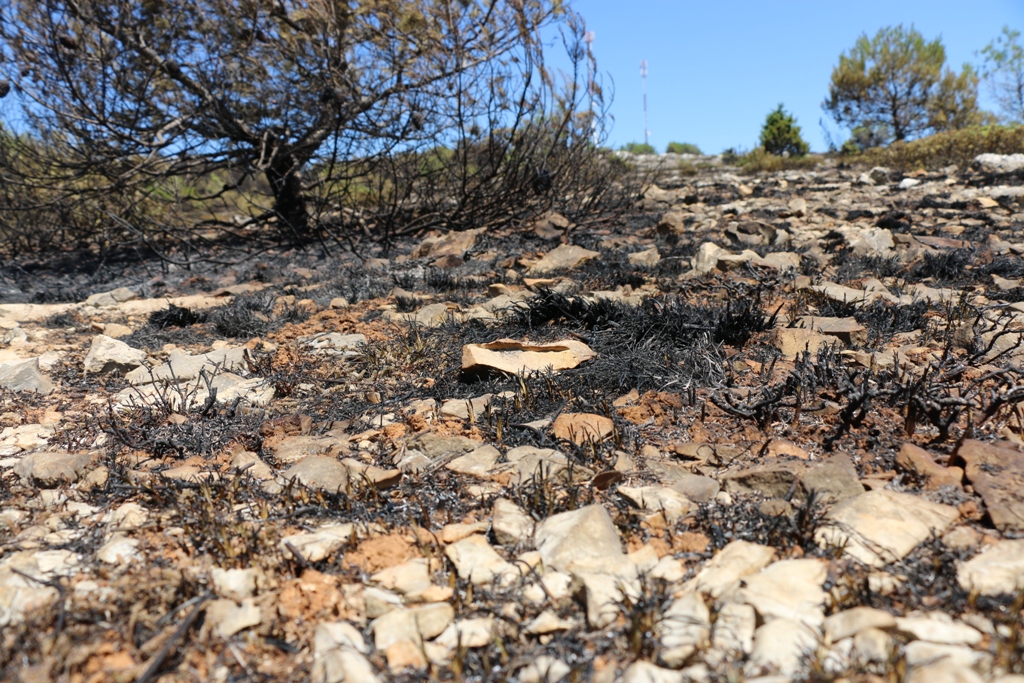 Vir: Požar u Lozicama u potpunosti ugašen Vir: Požar u Lozicama u potpunosti ugašen