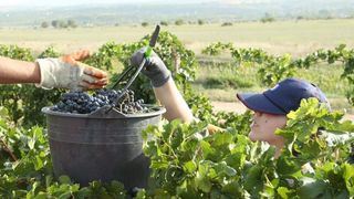 Drniš: Berba grožđa sa više od milijun čokota vinove loze, Photo: Duško Jaramaz/PIXSELL