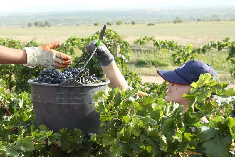 Drniš: Berba grožđa sa više od milijun čokota vinove loze, Photo: Duško Jaramaz/PIXSELL