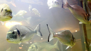 Restoran Niko: Fešta uz klape Bonaca, Niko i prijatelje Restoran Niko: Fešta uz klape Bonaca, Niko i prijatelje