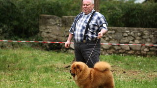 Zadar, 020513.  
Kamp na zadarskom predjelu Borik. 13. po redu medjunarodna izlozba pasa CACIB Zadar dog show 2013. 
Foto: Jure Miskovic / CROPIX