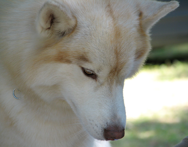 Image 1171113 (auto)