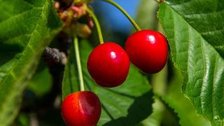 Nedjeljnja šetnja od Dikla do Pinije, Foto: Mladen Radolović Mrlja Nedjeljnja šetnja od Dikla do Pinije, Foto: Mladen Radolović Mrlja