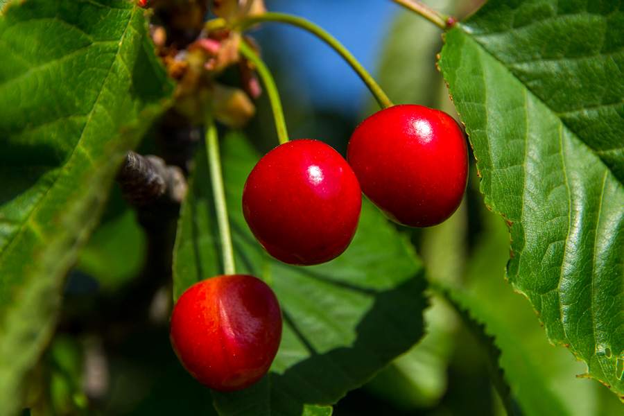 Nedjeljnja šetnja od Dikla do Pinije, Foto: Mladen Radolović Mrlja Nedjeljnja šetnja od Dikla do Pinije, Foto: Mladen Radolović Mrlja