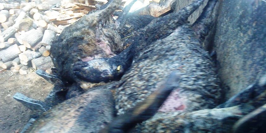 Požar, Bila Vlaka Požar, Bila Vlaka