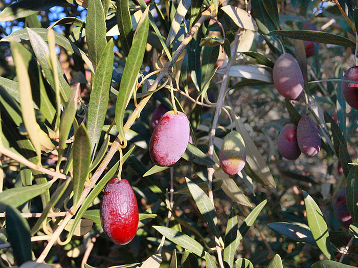 Put masline od stabla do djevicanskog ulja, Foto: Leo Banic Put masline od stabla do djevicanskog ulja, Foto: Leo Banic