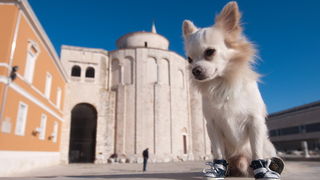 Zadar, 201211
Chihuahua Tito, vlasnice Elle Dusevic, gradom se seta u All Star tenisicama i trenerci.
Foto: Luka Gerlanc / CROPIX Zadar, 201211
Chihuahua Tito, vlasnice Elle Dusevic, gradom se seta u All Star tenisicama i trenerci.
Foto: Luka Gerlanc / CROPIX