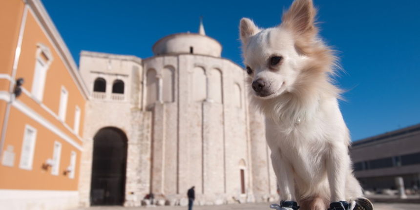 Zadar, 201211
Chihuahua Tito, vlasnice Elle Dusevic, gradom se seta u All Star tenisicama i trenerci.
Foto: Luka Gerlanc / CROPIX