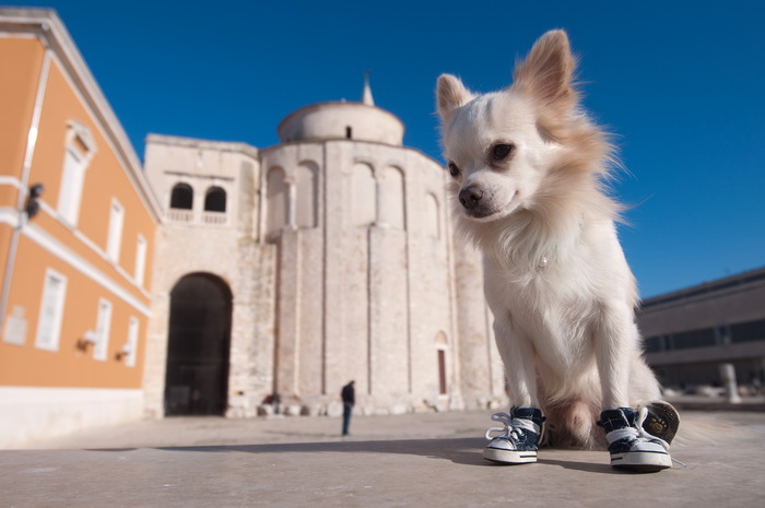 Zadar, 201211
Chihuahua Tito, vlasnice Elle Dusevic, gradom se seta u All Star tenisicama i trenerci.
Foto: Luka Gerlanc / CROPIX Zadar, 201211
Chihuahua Tito, vlasnice Elle Dusevic, gradom se seta u All Star tenisicama i trenerci.
Foto: Luka Gerlanc / CROPIX