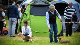 16. Međunarodna izložba pasa CACIB Zadar – Prvak prvaka 2016. 16. Međunarodna izložba pasa CACIB Zadar – Prvak prvaka 2016.