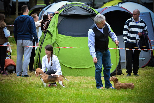 16. Međunarodna izložba pasa CACIB Zadar – Prvak prvaka 2016. 16. Međunarodna izložba pasa CACIB Zadar – Prvak prvaka 2016.