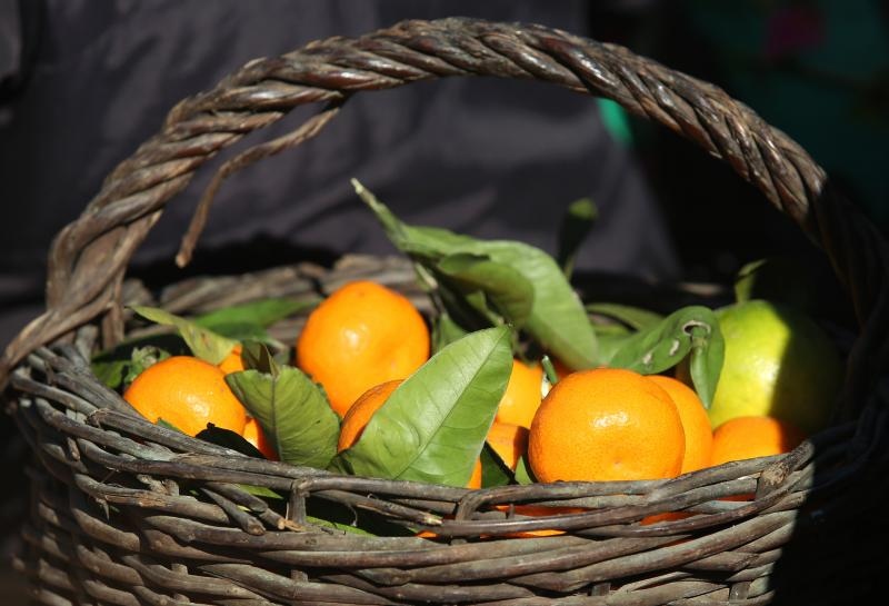 Mandarine na šibesnkoj