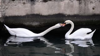 Labudovi pored mosta uveseljavaju Zadrane Labudovi pored mosta uveseljavaju Zadrane