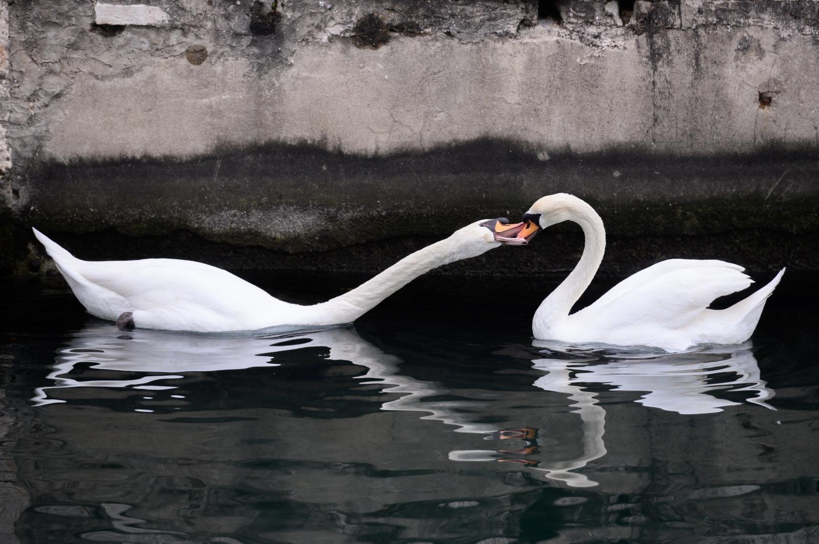 Labudovi pored mosta uveseljavaju Zadrane Labudovi pored mosta uveseljavaju Zadrane