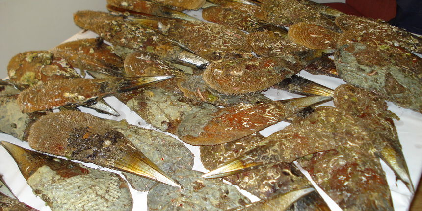 periske (Foto:PU zadarska)