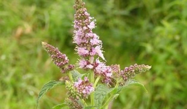 Čaj od brazilske mente uklanja bol (Tportal.hr)