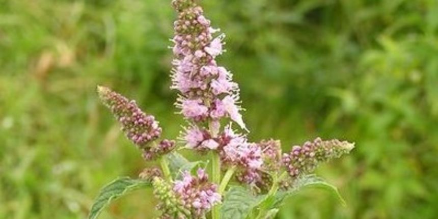 Čaj od brazilske mente uklanja bol (Tportal.hr)