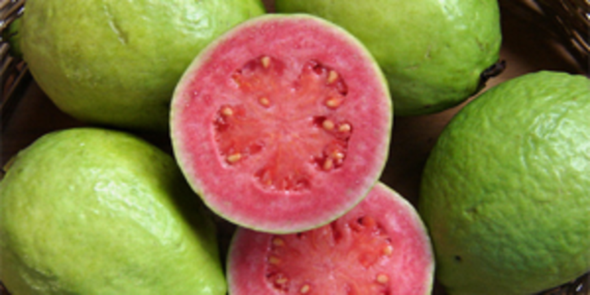 Guava, foto: poljoprivreda.ba