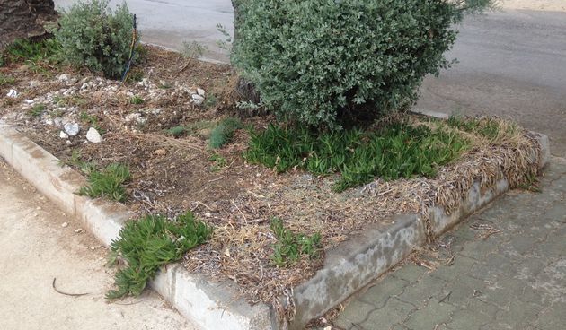 Suhi nasadi u Petrčanima