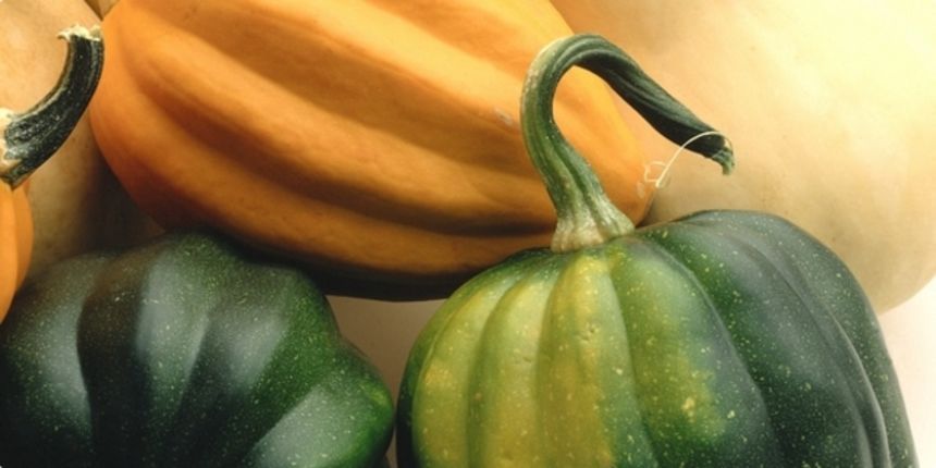 Bundeva, buča, tikva, tikvica,…, foto: coolinarika