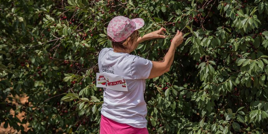 Nevjerojatno: Nada uspjela ”ubrati” godišnju zalihu amarene za samo 20 minuta