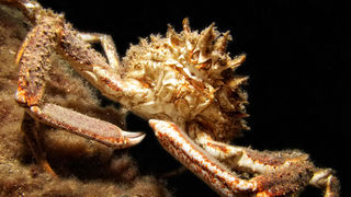 Foto: Ante Uglešić Foto: Ante Uglešić