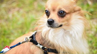 16. Međunarodna izložba pasa CACIB Zadar – Prvak prvaka 2016. 16. Međunarodna izložba pasa CACIB Zadar – Prvak prvaka 2016.