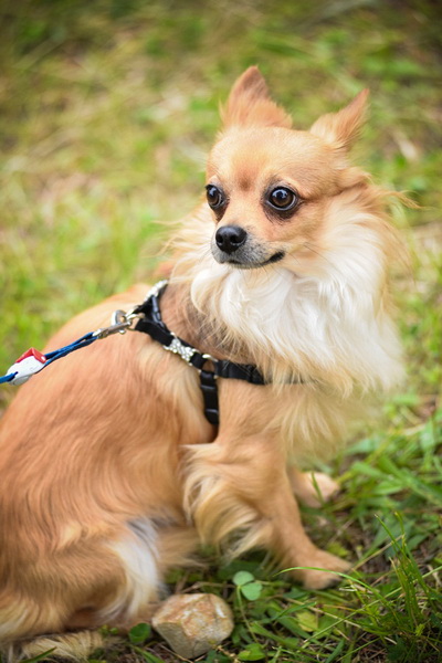 16. Međunarodna izložba pasa CACIB Zadar – Prvak prvaka 2016. 16. Međunarodna izložba pasa CACIB Zadar – Prvak prvaka 2016.