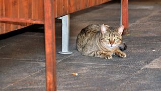 Mačja špica na zadarskoj pijaci