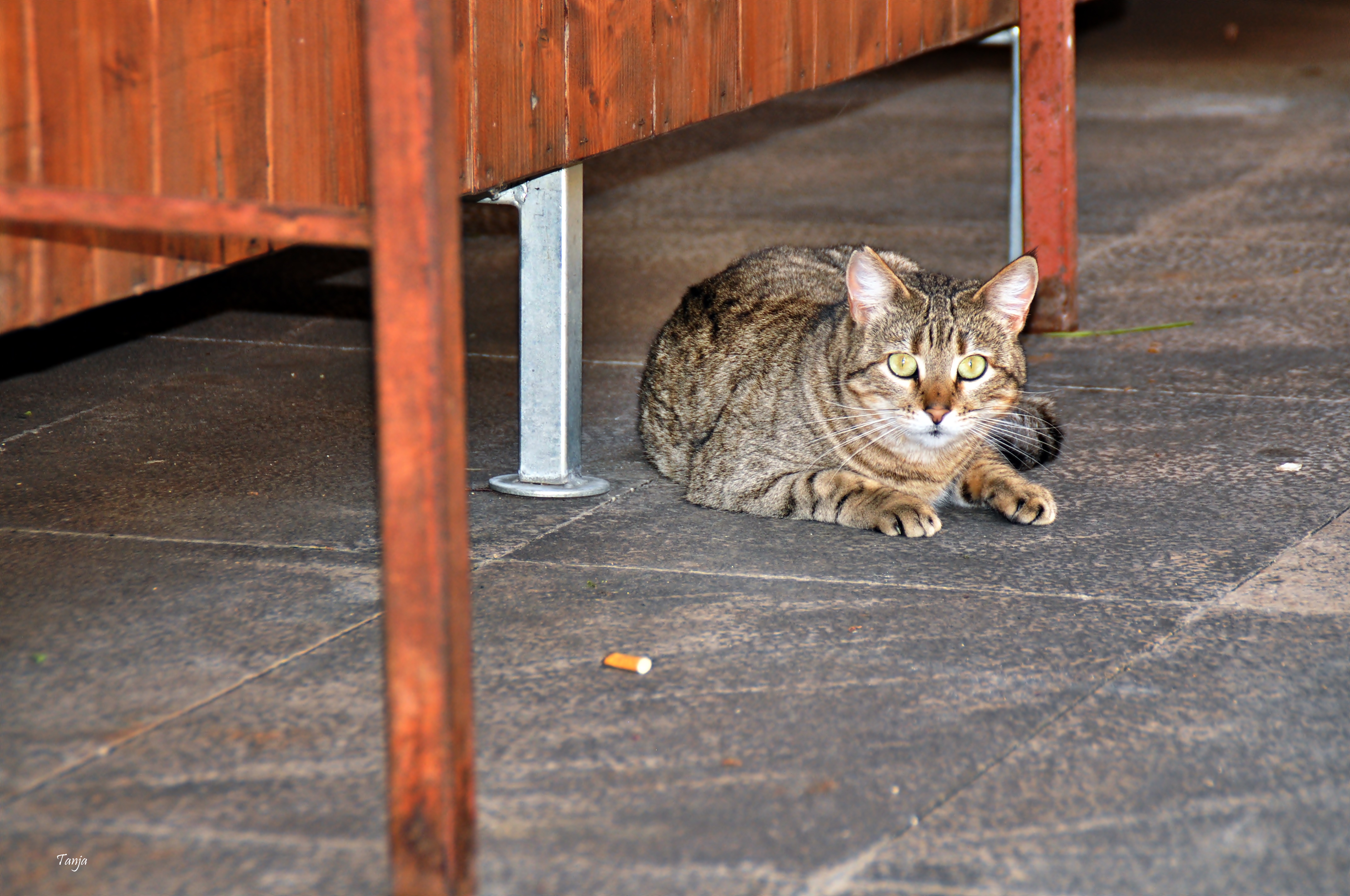 Mačja špica na zadarskoj pijaci