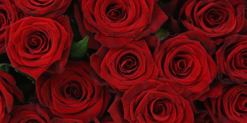 Zagreb – Ruze. Photo: Davor Puklavec/PIXSELL