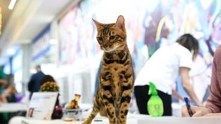 Međunarodna izložba mačaka