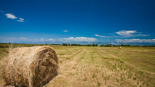 Zlatno žito Dalmacije, slama, foto: Leo Banić