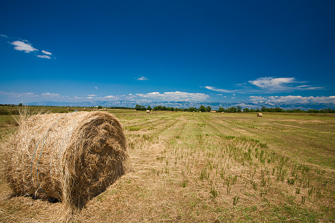 Zlatno žito Dalmacije, slama, foto: Leo Banić