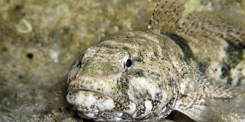 Image 893799 (auto) Image 893799 (auto)