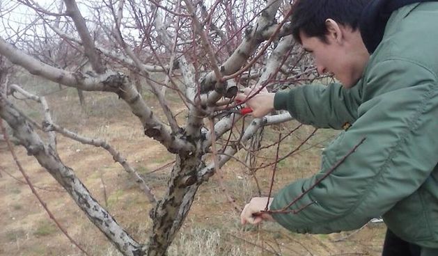 Rezidba maslina u ukućnici škole Vice Vlatkovića