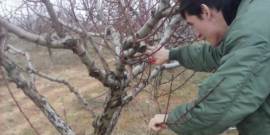Rezidba maslina u ukućnici škole Vice Vlatkovića Rezidba maslina u ukućnici škole Vice Vlatkovića