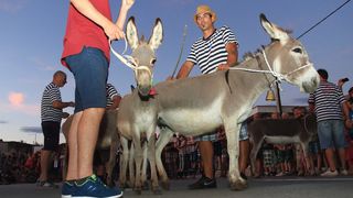 Trka Tovarov – 48. Memorijal Kenje Vijole Sukošan  Photo: Leo Banić