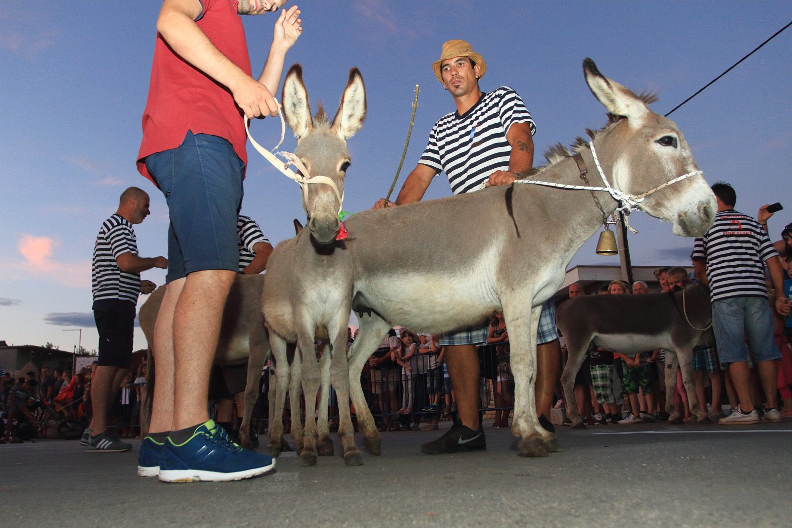 Trka Tovarov – 48. Memorijal Kenje Vijole Sukošan  Photo: Leo Banić