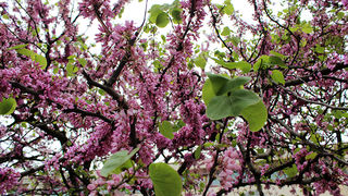 Subotnji šušur u gradu 27. travnja 2013. Foto: Mia Čop Subotnji šušur u gradu 27. travnja 2013. Foto: Mia Čop