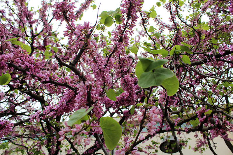 Subotnji šušur u gradu 27. travnja 2013. Foto: Mia Čop Subotnji šušur u gradu 27. travnja 2013. Foto: Mia Čop