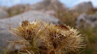 Svilaja, 18 rujna 2010