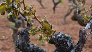 Mraz u Galovcu nanio ogromnu štetu poljoprivrednim kulturama a pogotovo voćkama i vinogradima. Foto: Silvio Marcus Milanko