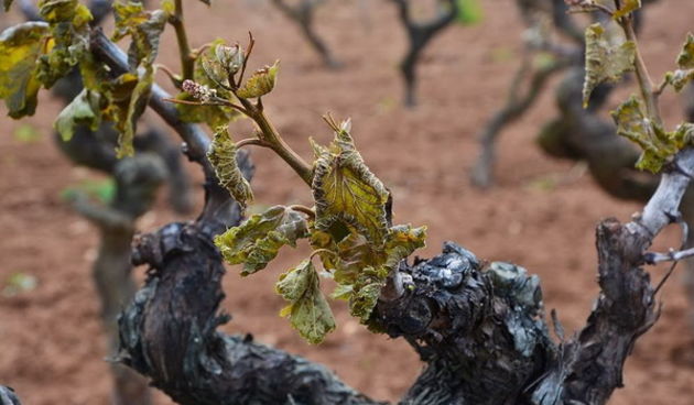 Mraz u Galovcu nanio ogromnu štetu poljoprivrednim kulturama a pogotovo voćkama i vinogradima. Foto: Silvio Marcus Milanko