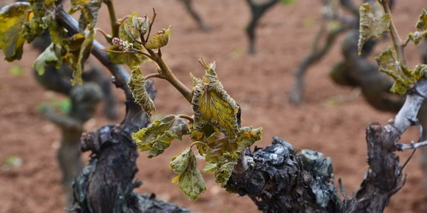 Mraz u Galovcu nanio ogromnu štetu poljoprivrednim kulturama a pogotovo voćkama i vinogradima. Foto: Silvio Marcus Milanko Mraz u Galovcu nanio ogromnu štetu poljoprivrednim kulturama a pogotovo voćkama i vinogradima. Foto: Silvio Marcus Milanko