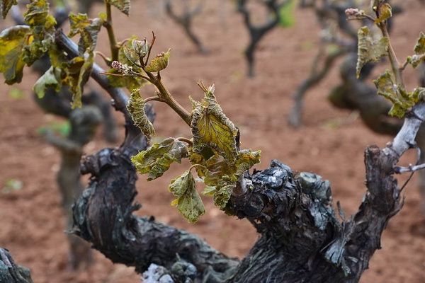 Mraz u Galovcu nanio ogromnu štetu poljoprivrednim kulturama a pogotovo voćkama i vinogradima. Foto: Silvio Marcus Milanko